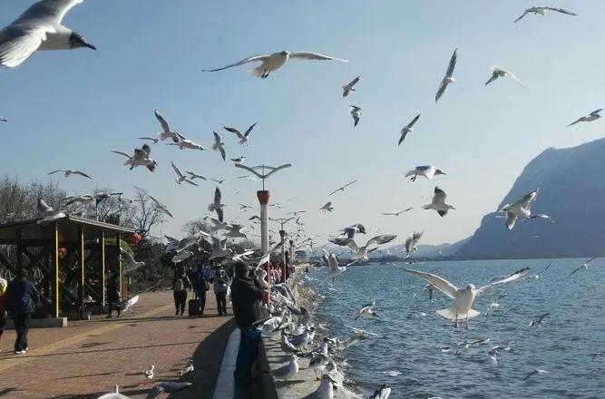 云南昆明到普洱坐火車多少錢_昆明到普洱火車_昆明到普洱火車站
