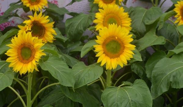 清明節(jié)深圳周邊游好去處(實(shí)用貼)