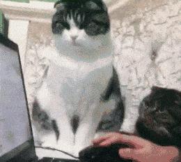 坐火車可以帶狗嗎_坐火車帶狗可以嗎_火車能帶狗狗