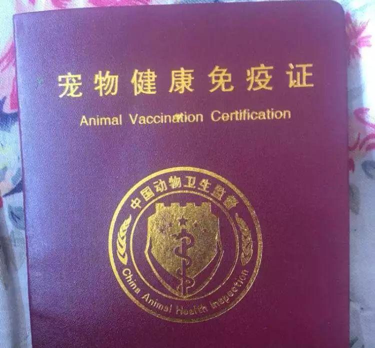 火車能帶狗狗_坐火車可以帶狗嗎_坐火車帶狗可以嗎