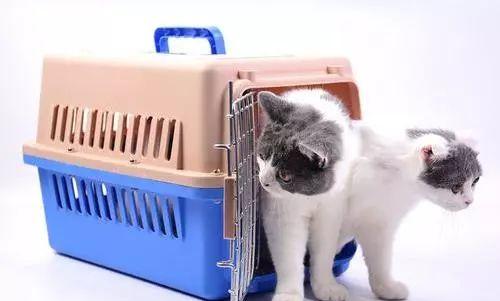 坐火車可以帶狗嗎_火車能帶狗狗_坐火車帶狗可以嗎