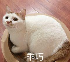 寵物能否帶上火車？托運和押運的規定與注意事項