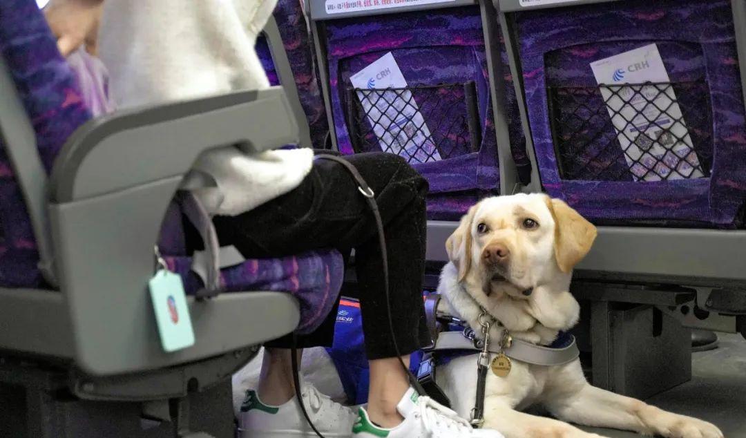 坐火車可以帶狗嗎_坐火車可以帶狗狗不_坐火車可以帶狗狗