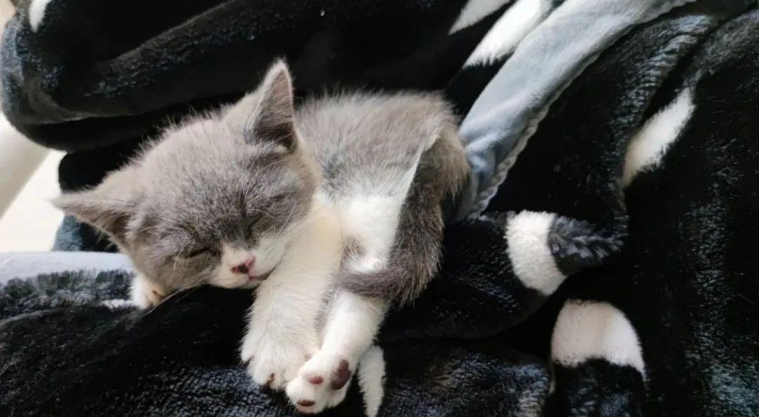 坐火車可以帶狗嗎_坐火車可以帶狗狗_坐火車可以帶狗狗不