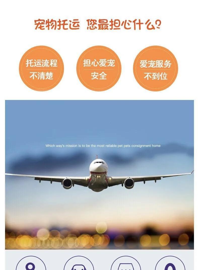 寵物托運指南：火車飛機托運寵物的注意事項