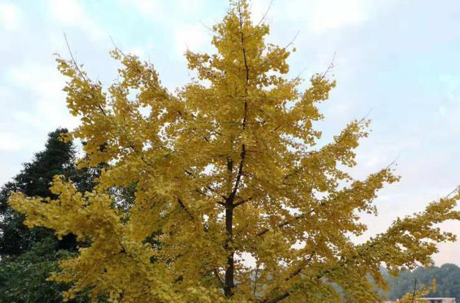 南雄銀杏自駕線路推薦：人少景美，四季如畫