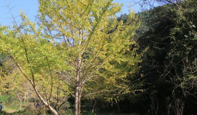 廣莞自駕游_自駕游_自駕游線路攻略