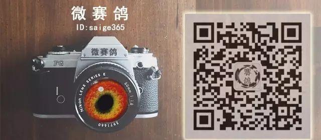 微賽鴿：帶你領略鴿界風云，揭秘中國鴿市炒作現象