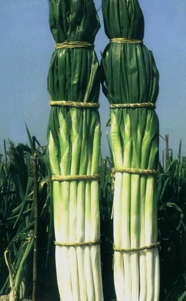 濰坊到臨沂的火車_濰坊至臨沂火車票價_濰坊到臨沂火車票