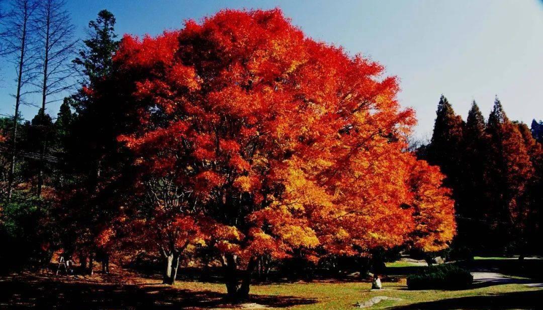醴陵到廬山高鐵時(shí)刻表_自駕醴陵游廬山到長沙路線_醴陵到廬山自駕游