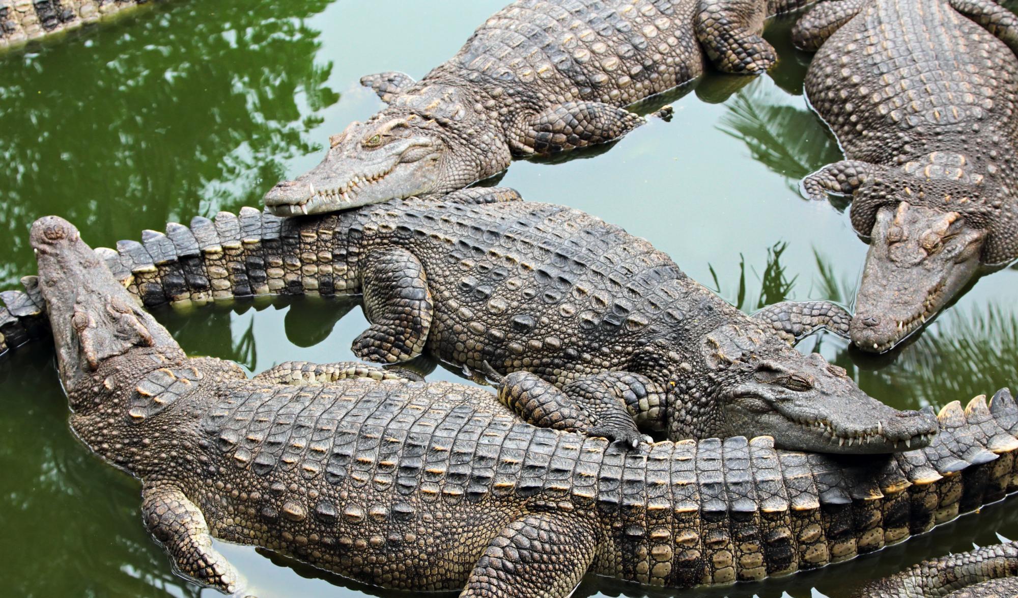 蛇蟠島怎么走_蛇蟠島旅游攻略_蛇蟠島上吃飯