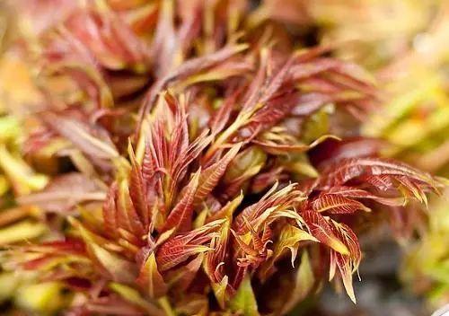 威海到滕州的火車_威海到滕州火車票_威海至滕州火車時刻表