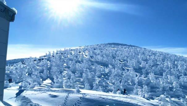 冬季旅游十大國家推薦：北海道藏王冰樹