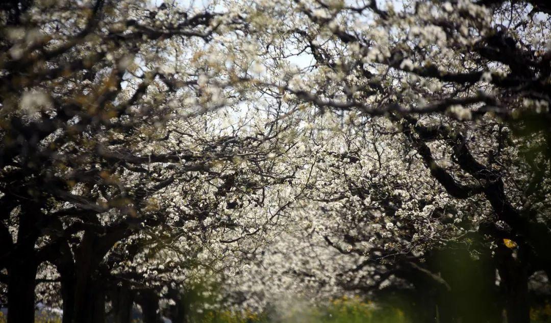 商丘到揚州自駕游_揚州到商丘路過哪些城市_揚州自駕商丘游到上海路線