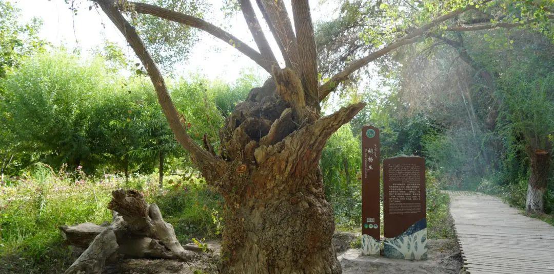 長壽自駕游攻略_長壽村自駕游_長壽自駕一日游怎么安排