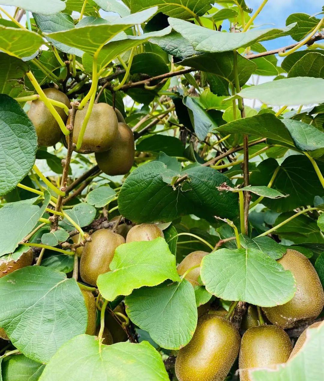 火車7053經過的站點_山東最慢的火車7053_火車7053