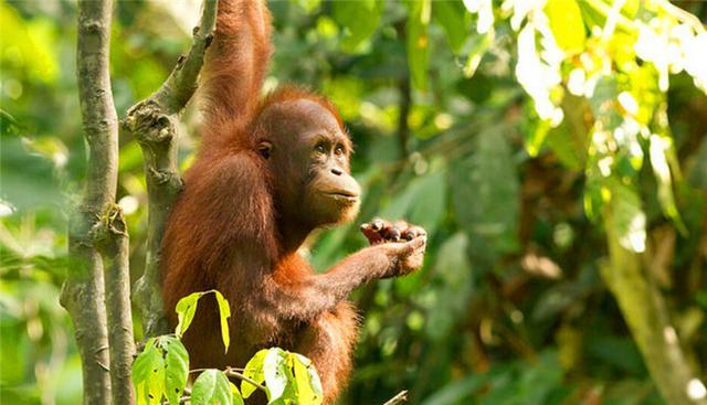 第一次去馬來西亞和新加坡怎么玩？看這篇就夠了！文末有驚喜