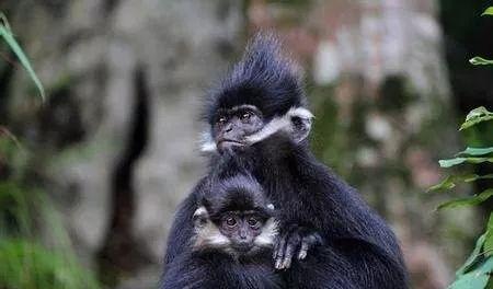 從遵義到荔波自駕游推薦_遵義到荔波自駕游_自駕遵義荔波游到哪里好玩