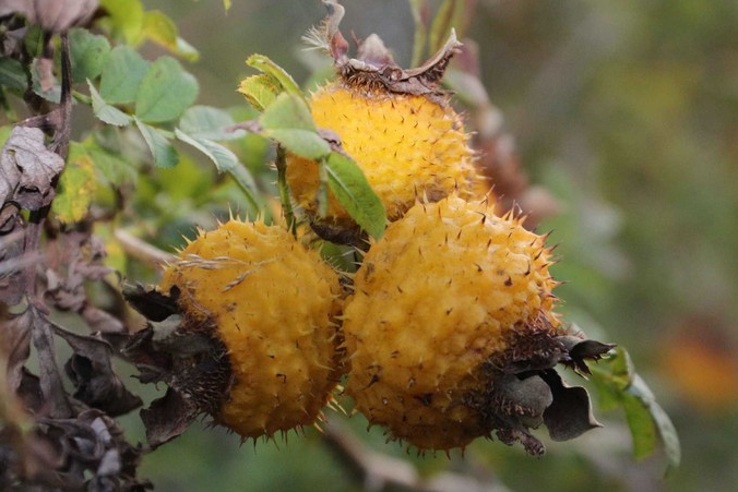 1611997854331523.png image.png