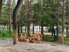 鞍山火車站到鞍山動(dòng)物園怎么走?鞍山動(dòng)物園怎么去?
